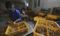 Erste Resistenz des H7N9-Virus gegen Medikamente bestätigt