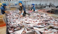 USA verhängt hohe Steuer auf Pangasius aus Vietnam