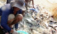 Pangasius-Verband Vietnams protestiert gegen US-Strafzölle auf vietnamesischen Pangasius