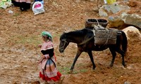 Pferde im Alltagsleben der Vietnamesen im Hochland