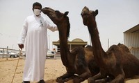 Saudi-Arabien: 173 Todesfälle an Mers-Virus