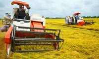 Zusammenarbeit in der Landwirtschaft des Mekong-Deltas zur Schaffung einer Wertkette