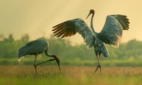 Schöne Landschaftsfotos in der Fotoserie über Kraniche des Fotografen Tang A Pau