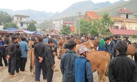 Rinderzucht in Ha Giang