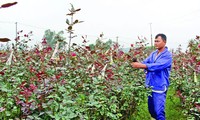 Der Frühling kommt ins Blumendorf Dong Cuong in der Provinz Thanh Hoa