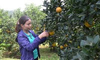 Bauern im Kreis Cao Phong leben vom Anbau von Orangenbäumen