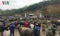 Einzigartigkeiten auf dem Viehmarkt im gebirgigen Nordvietnam