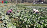 Dank der Intensivlandwirtschaftszonen finden Bauern in Lai Chau den Weg aus der Armut