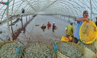 Mekong-Delta fördert Garnelen-Export