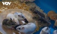 Einzigartige Modelle zum Anbau von Maulbeerbäumen und zur Hamsterzucht in der Provinz Hau Giang