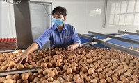 Handelsvolumen zwischen Vietnam und Singapur stellt einen Rekord auf