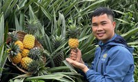 Blätter werden zum Exportrohstoff in Nghe An