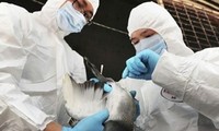 Terus menimbul kasus terkena flu tipe H7N9 di Tiongkok