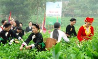 Festival Teh Dai Tu, provinsi Thai Nguyen berlangsung secara bergelora