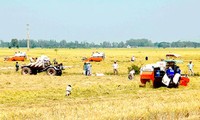 Menggandakan pola sawah percontohan konektivitas produksi menurut rangkaian nilai