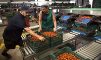 Uni Eropa mengucurkan modal untuk pos bantuan untuk petani yang terpengaruh akibat perintah larangan impor dari Rusia