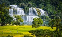 Musim padi menguning di sekitar Air Terjun Ban Gioc 