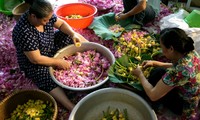 Teh beraroma teratai Danau Tay – Intisari orang Kota Hanoi