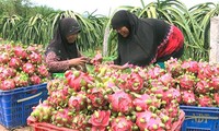 Perubahan di Desa Cham terbesar di Provinsi Dong Nai