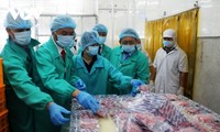 Ikan tuna Vietnam memiliki peluang besar untuk masuk  Eropa