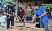 Buah Plum di Propinsi Son La Terus Berada di Misi-Misi Penerbangan ke Seluruh Dunia