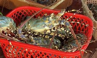 Indonesia Memberikan Surat Keterangan kepada Tiga Perusahaan Vietnam untuk Budidaya Benih Bening Lobster