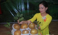 Perkenalan Buah Pir di Vietnam