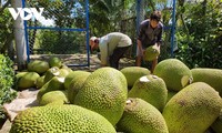 Perkenalan tentang Buah Nangka di Vietnam