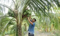 Ben Tre festival promotes coconut industry