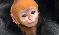 US zoo gives endangered baby langur Vietnamese name