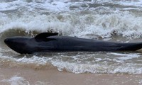 300kg whale washes up on Phu Yen’s beach