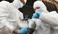 Ещё не обнаружены признаки передачи птичьего гриппа H7N9 от человека к человеку