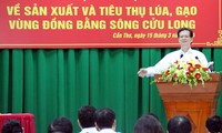 Hội nghị về sản xuất, tiêu thụ lúa gạo Đồng bằng Sông Cửu Long