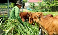 Trình độ C2 - Bài 11: Xóa đói giảm nghèo (Tiết 3)