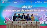 Tỉnh Kontum đưa sâm Ngọc Linh thành sản phẩm du lịch