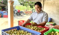 Nông dân tỷ phú từ trồng chanh bốn mùa ở Tuyên Quang