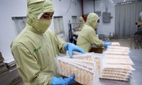 Nông, lâm, thủy sản xuất siêu hơn 11 tỷ USD