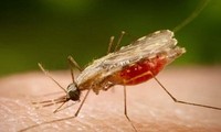 Konferensi tahunan APMEN tentang penyakit malaria