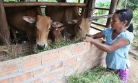  IFAD memberikan bantuan senilai USD 33 juta untuk membantu keluarga miskin di  dua provinsi Ha Tinh dan Quang Binh