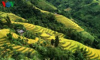 Sawah terasering Hoang Su Phi