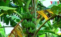 Kebun pohon pisang  di  tanah gosong yang kecil di tengah sungai Hong (sungai Merah)