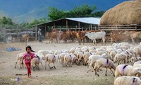 Propinsi Ninh Thuan mengembangkan peternakan secara berkesinambungan