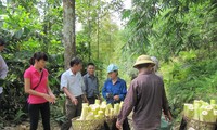 Membangun Koperasi tipe baru yang dikaitkan dengan pengembangan rangkaian nilai produk