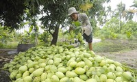 Kaum tani Dong Thap mengekspor produk agribisnisnya