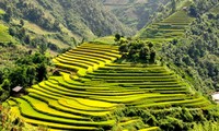 Meningkatkan masa tanam di sawah terasering di kabupaten Mu Cang Chai