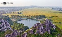 Musim panenan padi  kuning di kaki gunung Tram di peluaran ibukota Hanoi