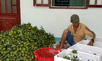 Kaum tani propinsi Hau Giang melakukan konektivitas untuk memasarkan brand buah jeruk