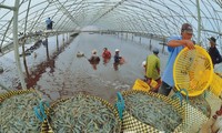 Mengembangkan budidaya udang dalam syarat perubahan iklim