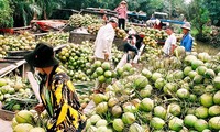 Pohon kelapa di  kebun-kebun perkarangan Propinsi Ben Tre