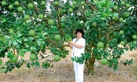 Petani memperoleh satu  miliar VND per tahun karena menanam jeruk bali berkulit hijau